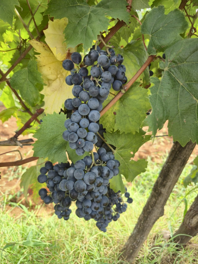 Photogallery, Apartments Rabac Rabac Photogallery, Apartments Rabac Rabac